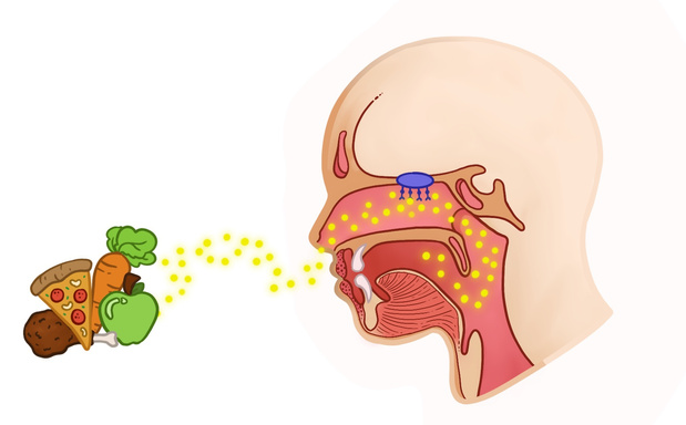 Illustration of the sinuses
